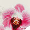 Ce forum est verrouill�, vous ne pouvez pas poster, ni r�pondre, ni �diter les sujets.