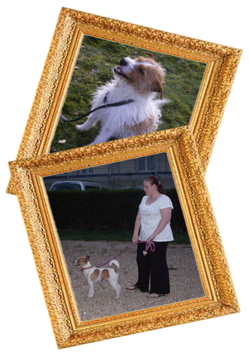 Pimousse chien à adopter