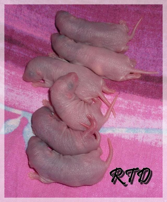 Zig-zag x RTR Panda, de jolies crevettes P1010988-a2b9e4