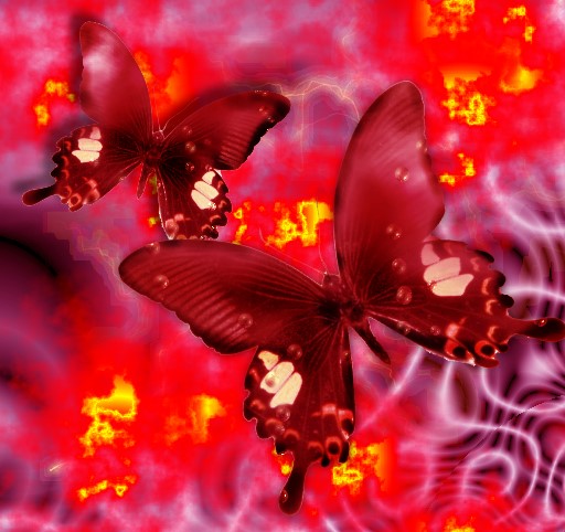 image-papillons-fanfan