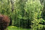 http://img49.xooimage.com/files/f/e/2/jean-pierre-p-pluie-800-1f6972f.jpg